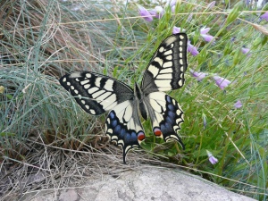 motýl krasavec