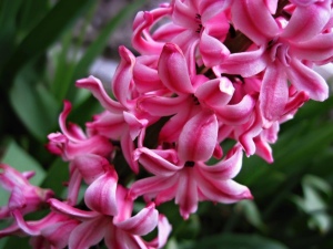 Růžový hyacint