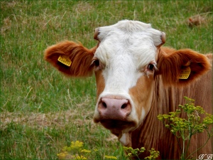 Krásná kravička na Slovensku :-)