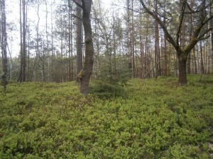 Český les