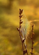 Pavučinka v podzimním slunci