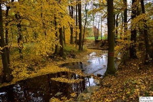 podzimní potok