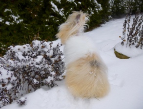 králík na sněhu
