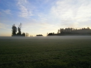 Zimní mlha na louce