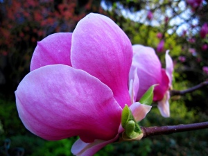 Květ magnolie