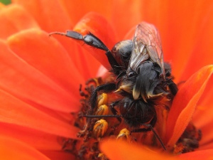 včela s účesem