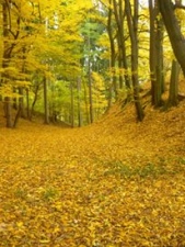 Žlutý podzim