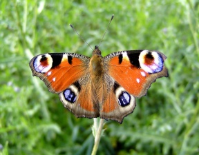 Makro motýl