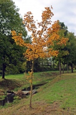 Strom u řeky v Měříně