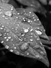 Fotím podzim IV - po dešti