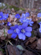Modré jaro