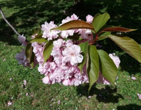 Jarní květy