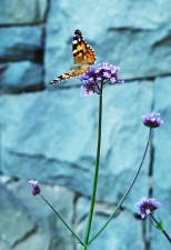 motýlek