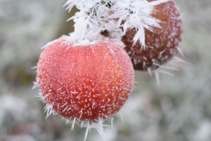Jablko v zimě