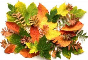Krása barev podzimu