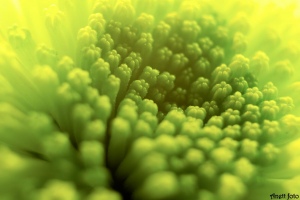 Detail chrysantémy