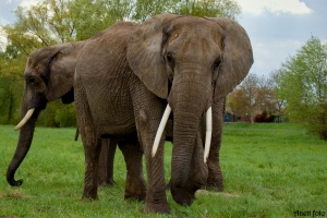 Slonovina