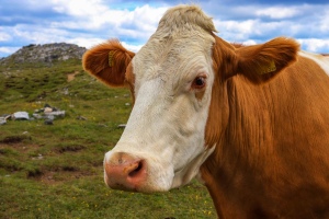 Portrét alpské krávy