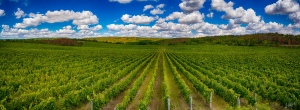 Krajina jižní Moravy - vinice