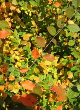 podzimní listí