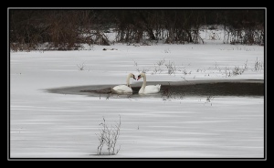 Zamrzlé labutí jezero...