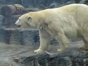 Lední medvěd Tom - ZOO Troja