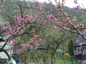 Jaro na chatě