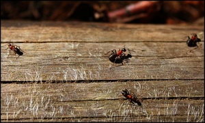 Pilní mravenečci