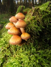 houbičky na pařezu