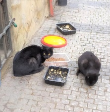 Kočky na Hradčanech