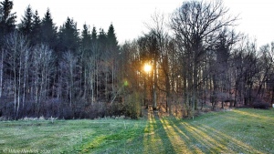 Západ slunce mezi stromy