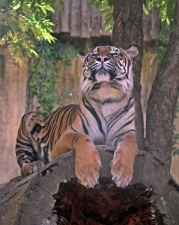 Tygr zoo Jihlava