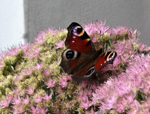 motýl na konci léta