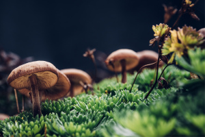 Pohádkové houby