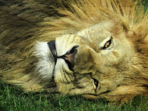 lev při odpočinku