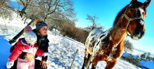Slunečná zima s koněm