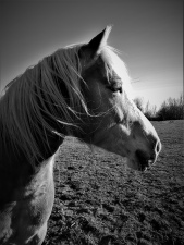 černobílý kůň