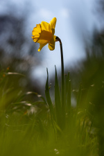 Žlutý narcis v trávě
