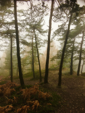 Mlha v lese I.