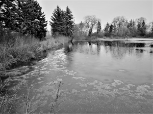 rybník v zimě