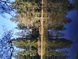 Zrcadlení stromů
