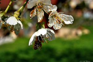 První jarní včelka