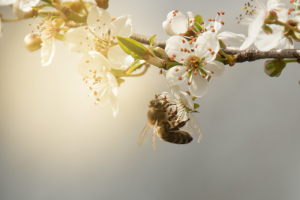 Jarní včelka